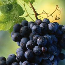 Виноград — польза и вред для здоровья Листья не менее полезны